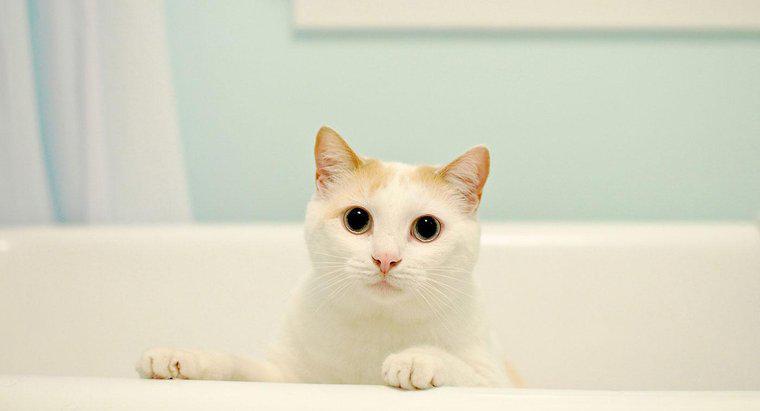 I gatti hanno bisogno di bagni?