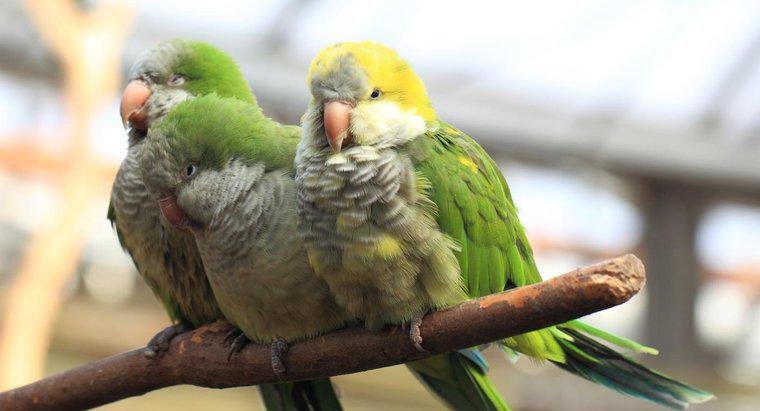 Qual è la durata di un pappagallo quacchero?