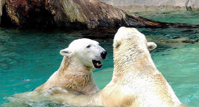 Come si riproducono gli orsi polari?