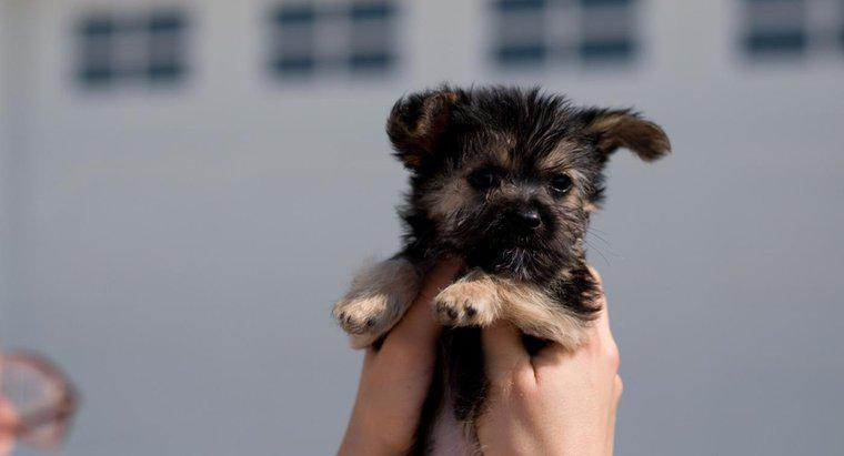 Come si può trovare un cucciolo di salvataggio mix Maltese-Yorkie da adottare?
