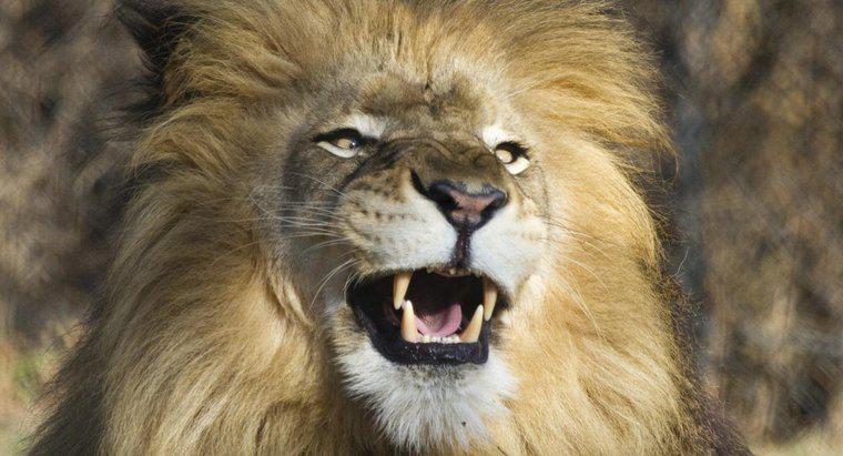 Quali sono i denti del leone chiamati?