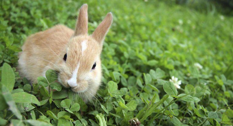 Che tipo di cibo mangiano i conigli?