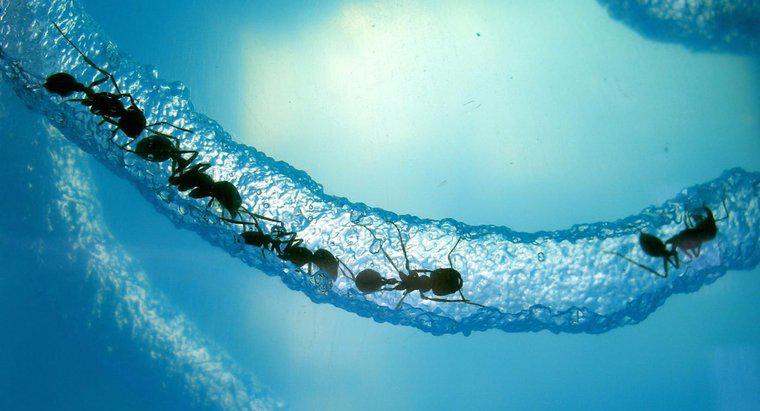 Quanto può sopravvivere una formica sotto l'acqua?