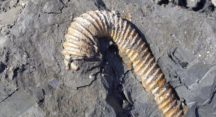 Perché i fossili si trovano solo nelle rocce sedimentarie?