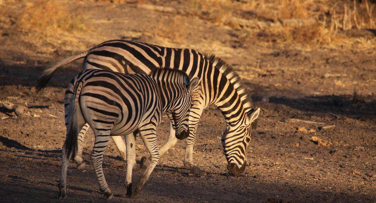 Cos'è chiamato Zebra Maschio?