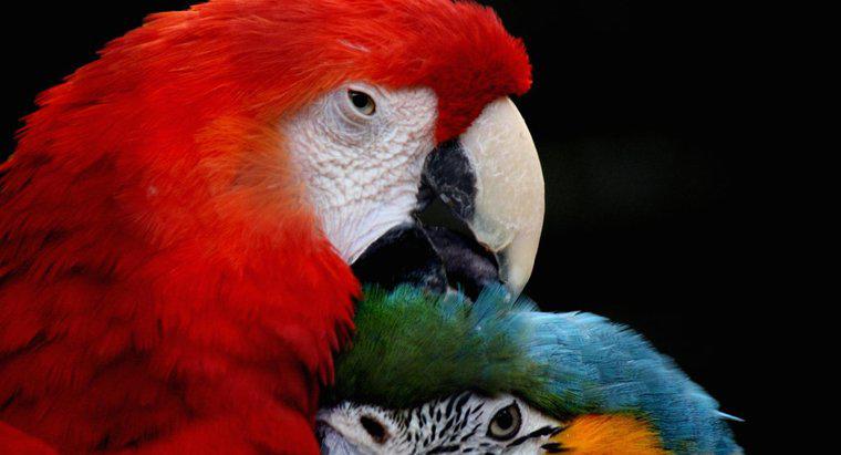 Cos'è chiamato un pappagallo femmina?
