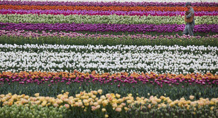Qual è il fiore nazionale dei Paesi Bassi?