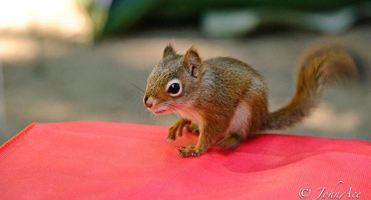 Quali animali mangiano scoiattoli?