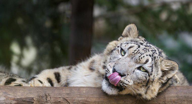 Che cosa sono divertenti fatti Snow Leopard per i bambini?
