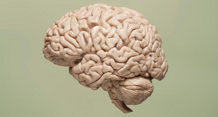 Che cosa causa la mancanza di ossigeno al cervello?