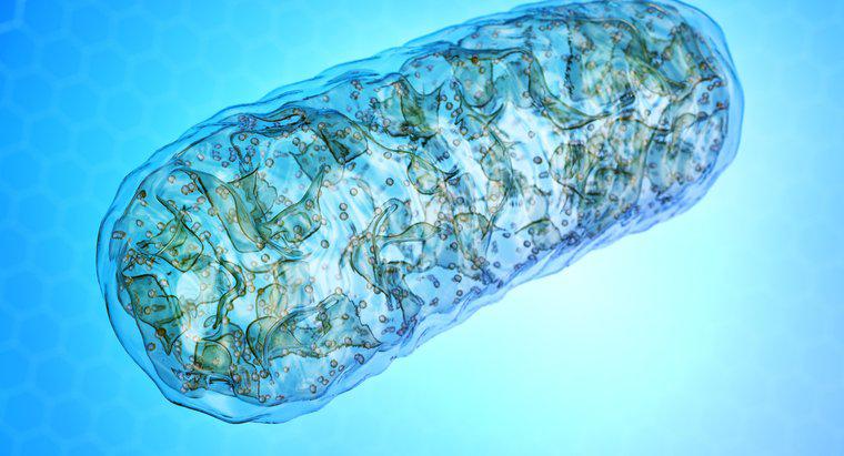 Perché i mitocondri sono chiamati la centrale elettrica della cellula?
