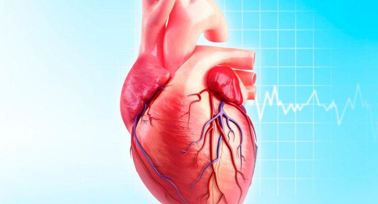 Qual è la funzione dell'arteria circonfusa?