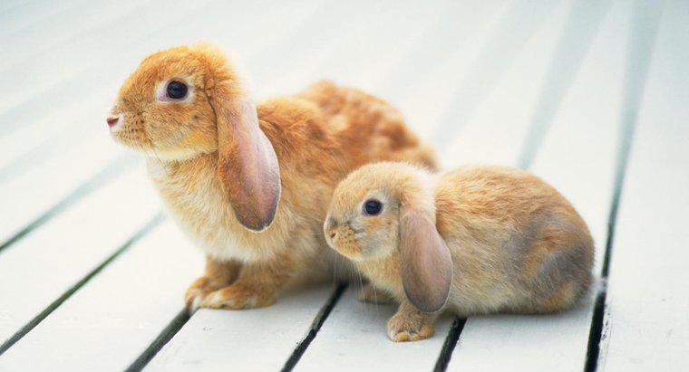 Quanto crescono i conigli Mini Lop?