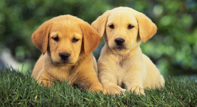 I cuccioli di Coats of Dark Golden Retriever cambieranno nel tempo?