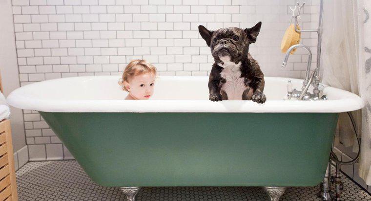 Perché i cani odorano anche dopo aver fatto il bagno?