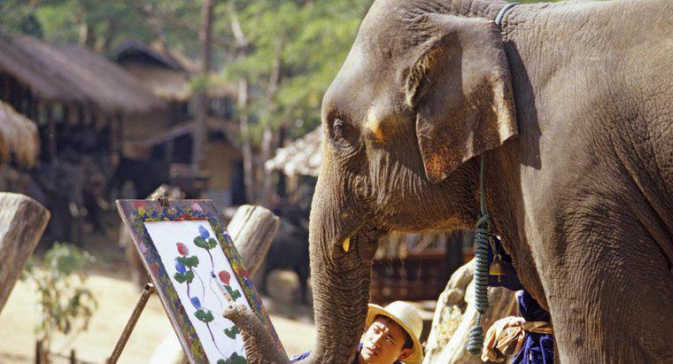 Gli elefanti hanno buoni ricordi?