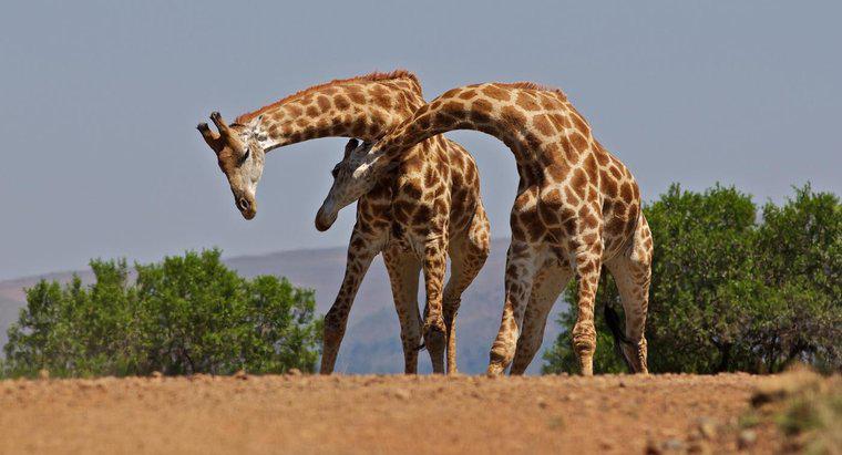 Quante ossa ci sono nel collo di una giraffa?