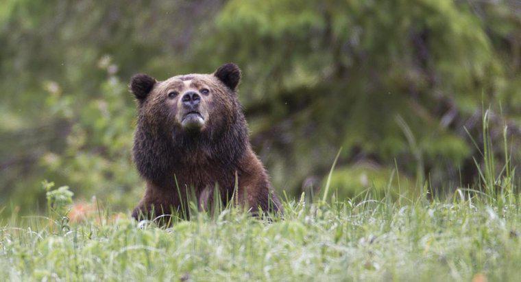 Quanto è alto un orso grizzly?