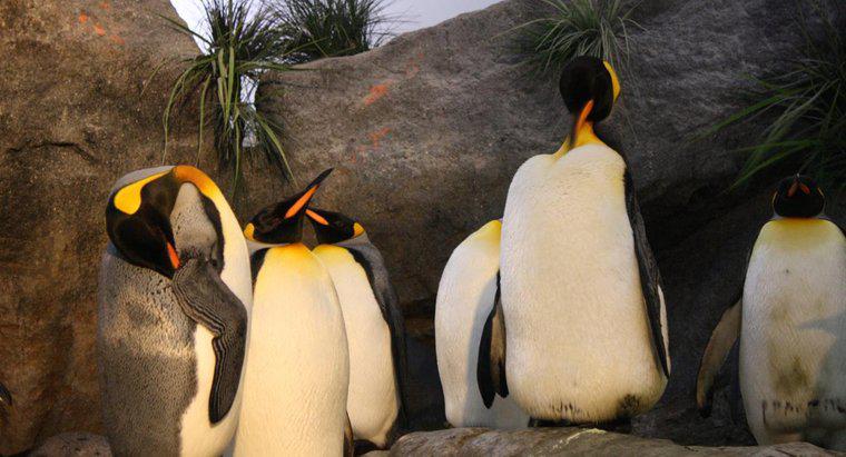 Qual è l'habitat di un re pinguino?