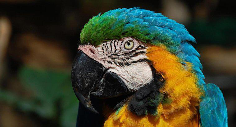 Che cosa è un predatore di Macaw?