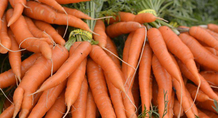 I criceti possono mangiare carote?