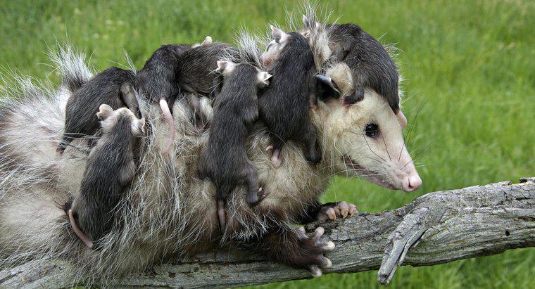 Che cura ha bisogno di un opossum appena nato?