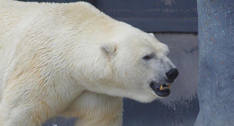 Cosa mangia un orso polare?