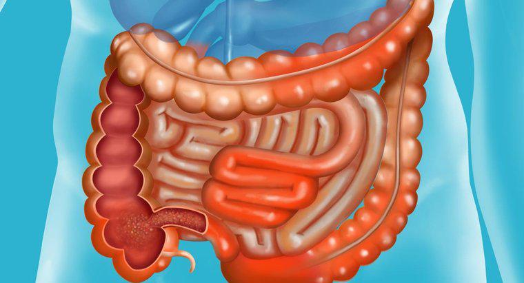 Qual è la prognosi della malattia di Crohn?