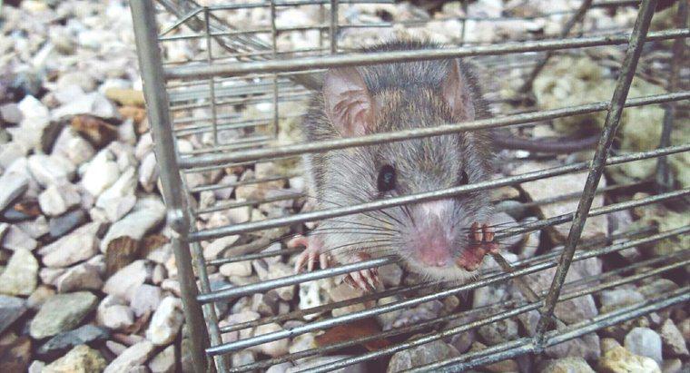 Come faccio a sbarazzarsi di ratti e topi senza veleno?