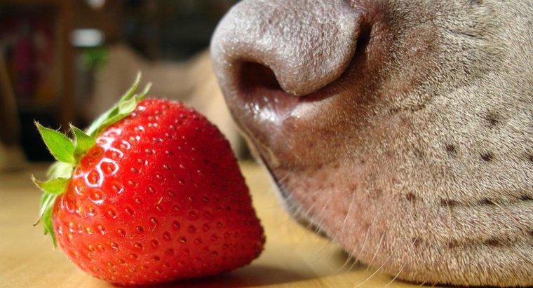 Le fragole sono buone per i cani?