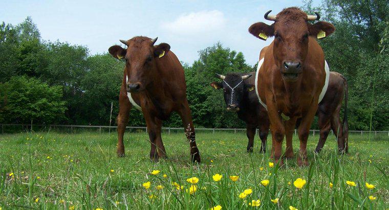 Come allevare i tori e le mucche?