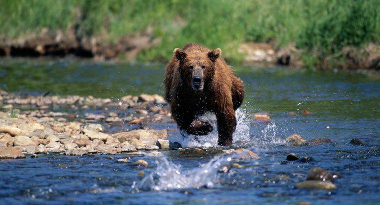 Quanto velocemente può correre un orso?