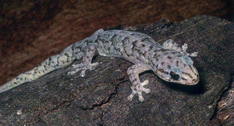 Come ti preoccupi per un Gecko marmorizzato?