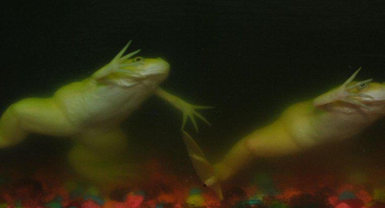 Per quanto tempo le rane possono trattenere il fiato sott'acqua?