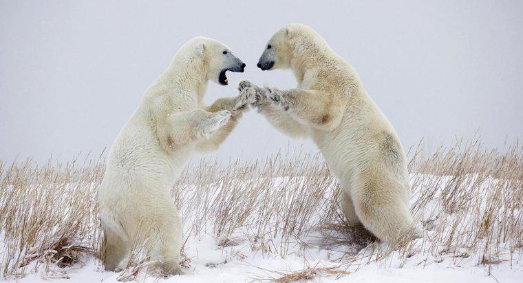 Qual è la difesa di un orso polare?