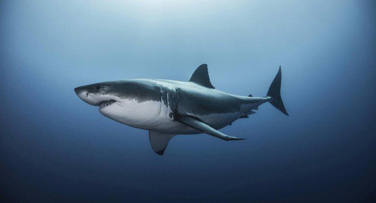 Qual è l'habitat di un grande squalo bianco?