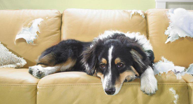 Quali sono alcuni rimedi per tenere lontano i cani dai mobili?