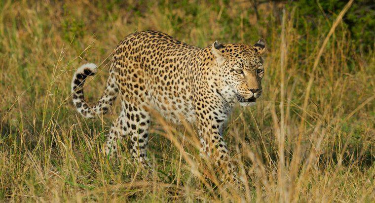 Cos'è l'habitat di un leopardo?