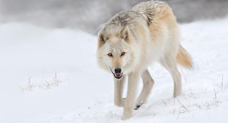 Perché i lupi sono in pericolo in natura?