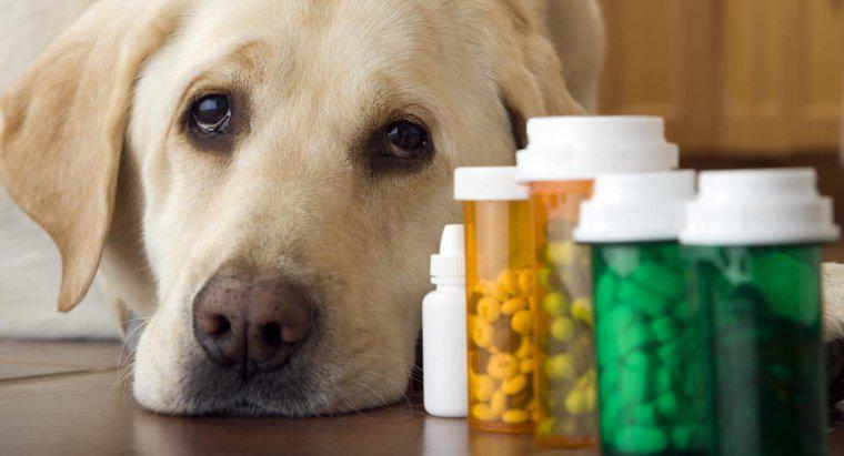 Posso dare al mio cane un analgesico?