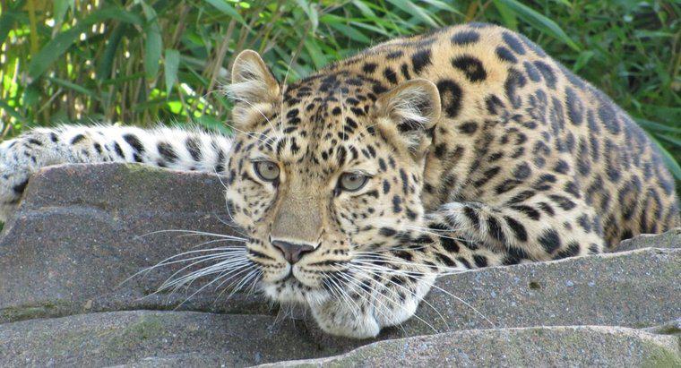 Cosa mangiano i leopardi?