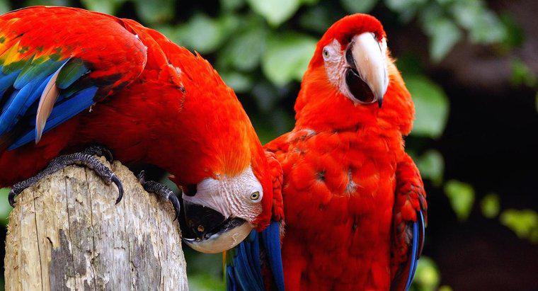 Che tipo di suoni fanno i pappagalli?