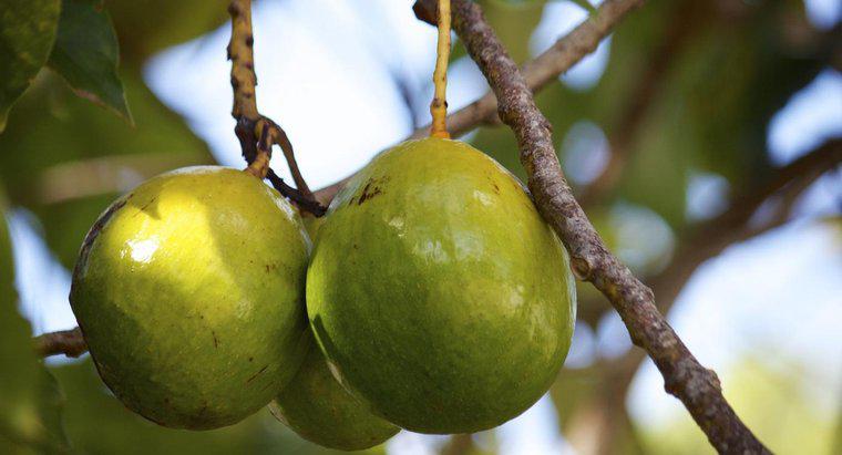 Hai bisogno di piantare due alberi di avocado per far frutti?