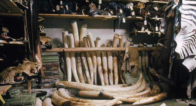 Quali sono gli usi di Elephant Ivory?