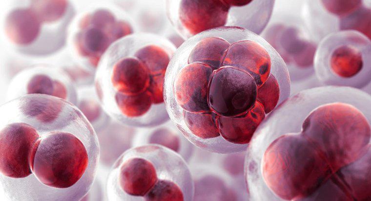 Perché le cellule sono chiamate l'unità di base della vita?