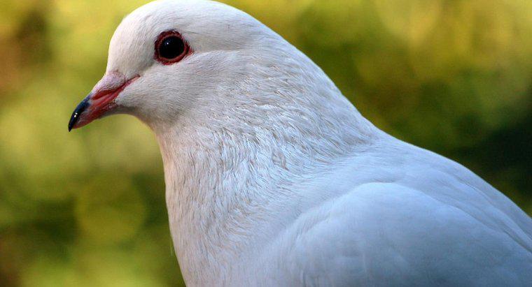 Cosa simboleggia un piccione bianco?