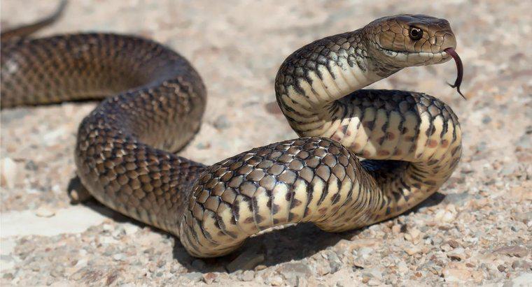 Quanti tipi di serpenti velenosi vivono in Australia?