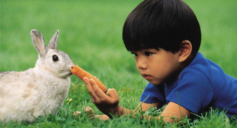 Cosa mangia un coniglio?