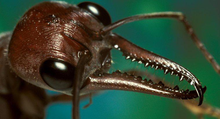 Che aspetto ha un morso di formica e come lo tratti?