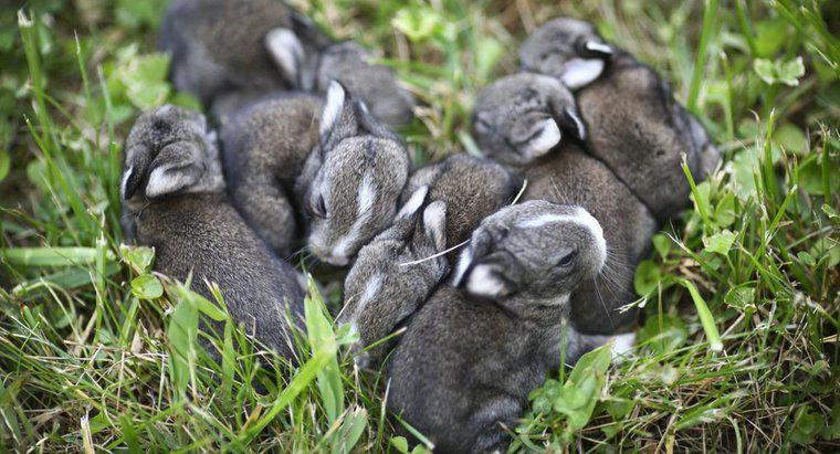 Quanto restano incinta i conigli?